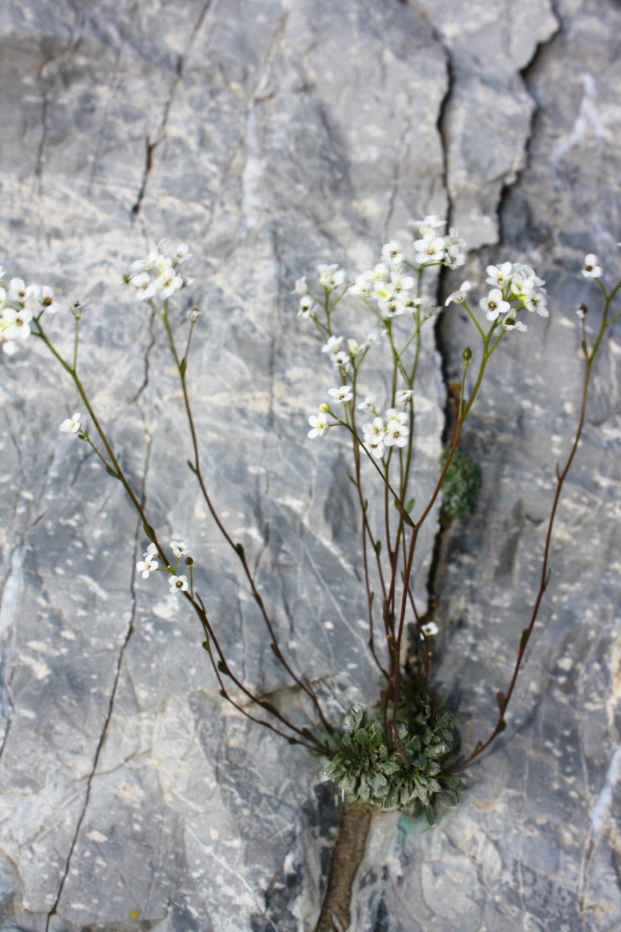 Kernera saxatilis  / Coclearia delle rupi